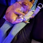 Podenco Mischling Apolo, 05/2022, ca. 45 cm