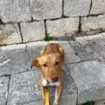 Podenco Mischling Apolo, 05/2022, ca. 45 cm