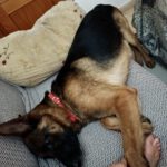 Deutscher Schäferhund Arzak, 10/2023, ca. 60 cm