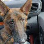 Deutscher Schäferhund Arzak, 10/2023, ca. 60 cm