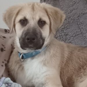 Mischling Aslan, 10/2025, Endgröße ca. 62 cm, 22926 Ahrensburg