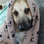 Mischling Aslan, 10/2025, Endgröße ca. 62 cm, 22926 Ahrensburg