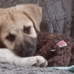 Mischling Aslan, 10/2025, Endgröße ca. 62 cm, 22926 Ahrensburg