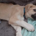 Mischling Aslan, 10/2025, Endgröße ca. 62 cm, 22926 Ahrensburg