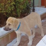 Mischling Aslan, 10/2025, Endgröße ca. 62 cm, 22926 Ahrensburg