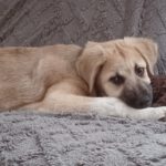 Mischling Aslan, 10/2025, Endgröße ca. 62 cm, 22926 Ahrensburg