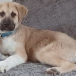 Mischling Aslan, 10/2025, Endgröße ca. 62 cm, 22926 Ahrensburg