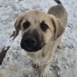 Mischling Aslan, 10/2025, Endgröße ca. 50-55 cm