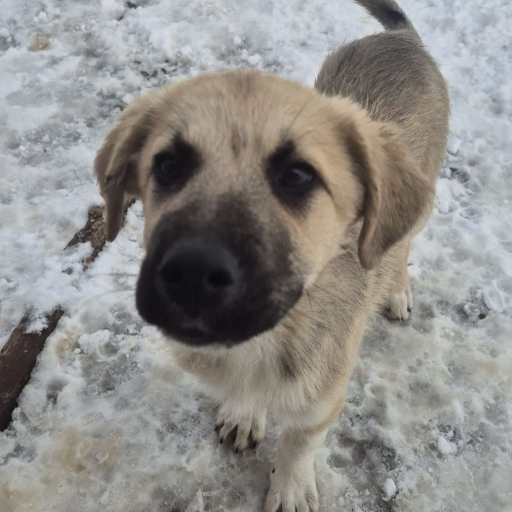 Mischling Aslan, 10/2025, Endgröße ca. 50-55 cm