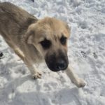 Mischling Aslan, 10/2025, Endgröße ca. 50-55 cm