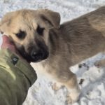 Mischling Aslan, 10/2025, Endgröße ca. 50-55 cm