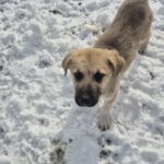 Mischling Aslan, 10/2025, Endgröße ca. 50-55 cm