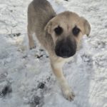 Mischling Aslan, 10/2025, Endgröße ca. 50-55 cm