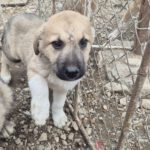 Mischling Aslan, 10/2025, Endgröße ca. 50-55 cm