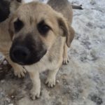 Mischling Aslan, 10/2025, Endgröße ca. 50-55 cm