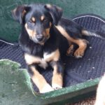 Mischling Asterix, 09/2025, Endgröße ca. 45-50 cm