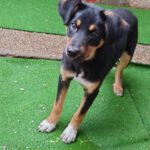 Mischling Asterix, 09/2025, Endgröße ca. 45-50 cm