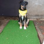 Mischling Asterix, 09/2025, Endgröße ca. 45-50 cm