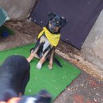 Mischling Asterix, 09/2025, Endgröße ca. 45-50 cm