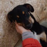 Mischling Asterix, 09/2025, Endgröße ca. 45-50 cm