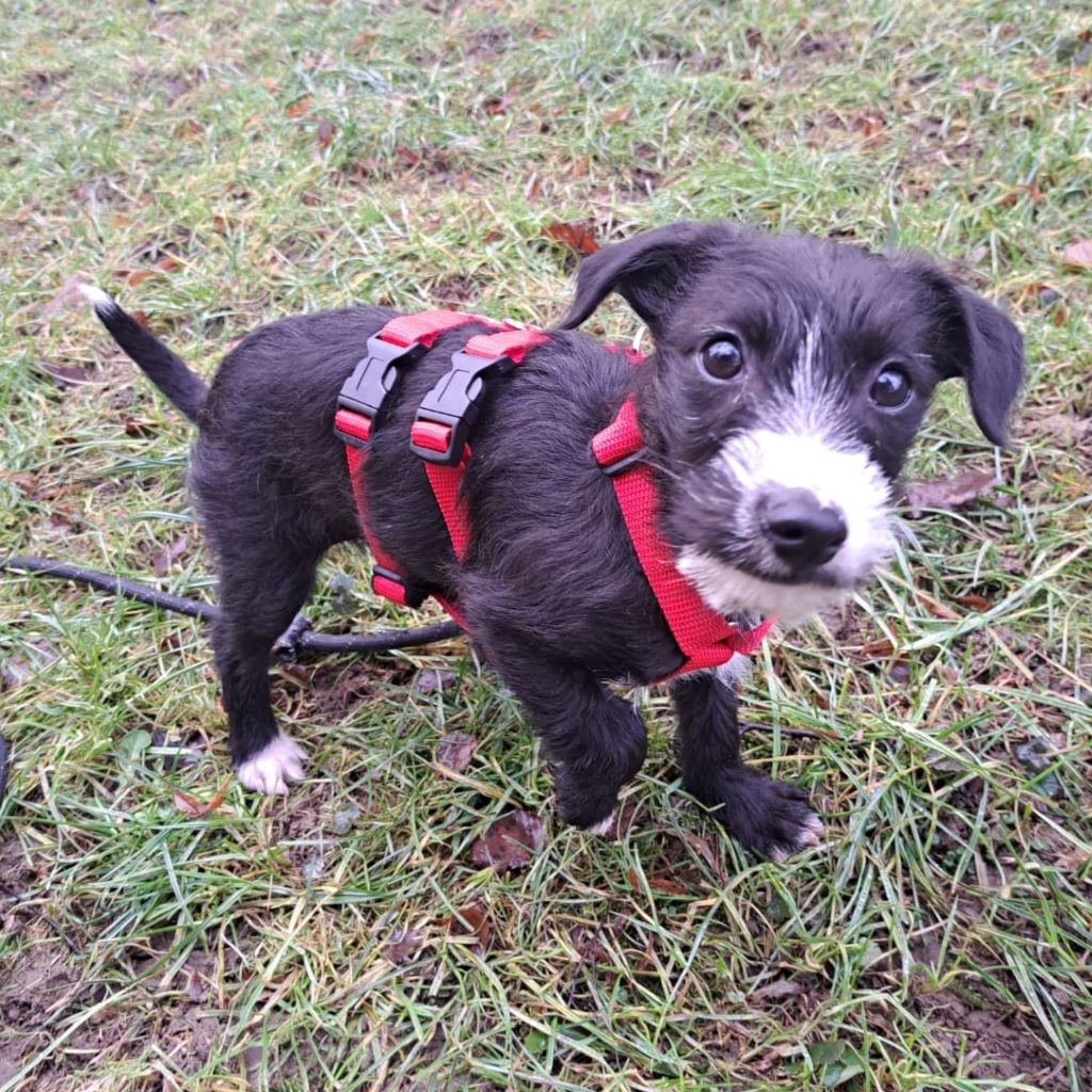 Mischling Axel, 10(2025 , Endgröße ca.40 cm, 61250 Usingen