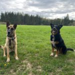 Schäferhund (Mischling) Baloo, 09/2021, ca. 55 cm, 89346 Bibertal