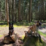 Schäferhund (Mischling) Baloo, 09/2021, ca. 55 cm, 89346 Bibertal