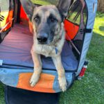 Schäferhund (Mischling) Baloo, 09/2021, ca. 55 cm, 89346 Bibertal