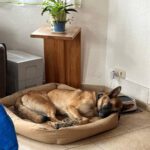 Schäferhund (Mischling) Baloo, 09/2021, ca. 55 cm, 89346 Bibertal