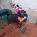 Mischling Barbie, 08/2025 Endgröße ca. 50-55 cm