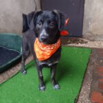 Mischling Barbie, 08/2025 Endgröße ca. 50-55 cm