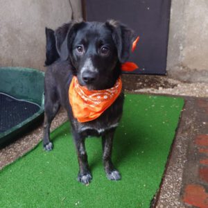 Mischling Barbie, 08/2025 Endgröße ca. 50-55 cm