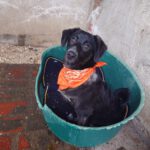 Mischling Barbie, 08/2025 Endgröße ca. 50-55 cm