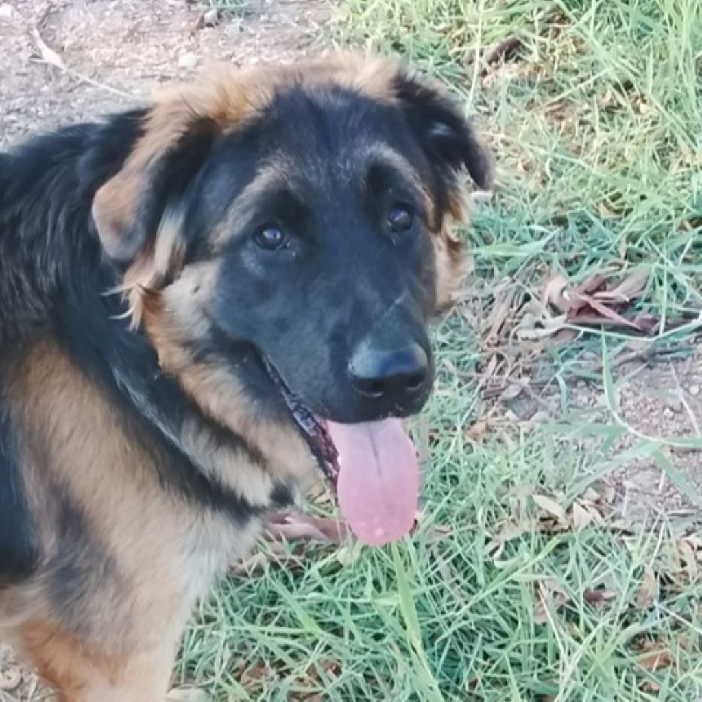 Schäferhund Mischling Barrullo, 02/2025, ca. 60- 65 cm