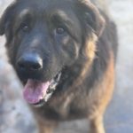 Schäferhund Mischling Barrullo, 02/2025, ca. 60- 65 cm