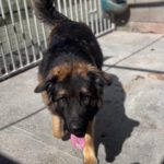 Schäferhund Mischling Barrullo, 02/2025, ca. 60- 65 cm