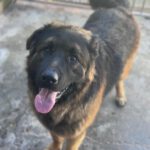 Schäferhund Mischling Barrullo, 02/2025, ca. 60- 65 cm