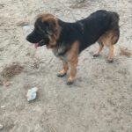 Schäferhund Mischling Barrullo, 02/2025, ca. 60- 65 cm