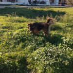 Schäferhund Mischling Barrullo, 02/2025, ca. 60- 65 cm