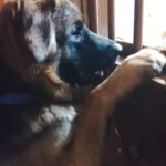 Schäferhund Mischling Barrullo, 02/2025, ca. 60- 65 cm