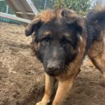 Schäferhund Mischling Barrullo, 02/2025, ca. 60- 65 cm