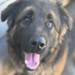 Schäferhund Mischling Barrullo, 02/2025, ca. 60- 65 cm