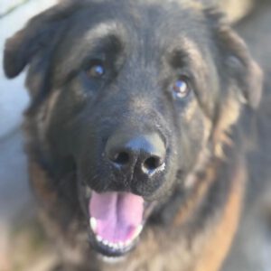 Schäferhund Mischling Barrullo, 02/2025, ca. 60- 65 cm