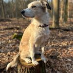 Mischling Biljana, 10/2023, ca. 40-45 cm, 12529 Schönefeld