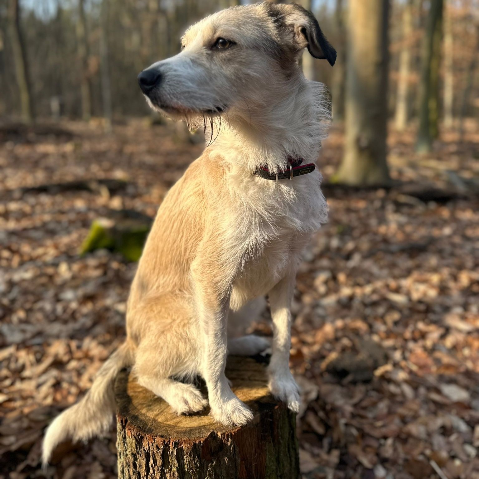 Mischling Biljana, 10/2023, ca. 40-45 cm, 12529 Schönefeld