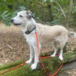 Mischling Biljana, 10/2023, ca. 40-45 cm, 12529 Schönefeld