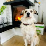 Mischling Biljana, 10/2023, ca. 40-45 cm, 12529 Schönefeld