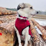 Mischling Biljana, 10/2023, ca. 40-45 cm, 12529 Schönefeld