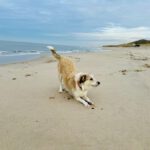 Mischling Biljana, 10/2023, ca. 40-45 cm, 12529 Schönefeld