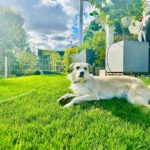 Mischling Biljana, 10/2023, ca. 40-45 cm, 12529 Schönefeld